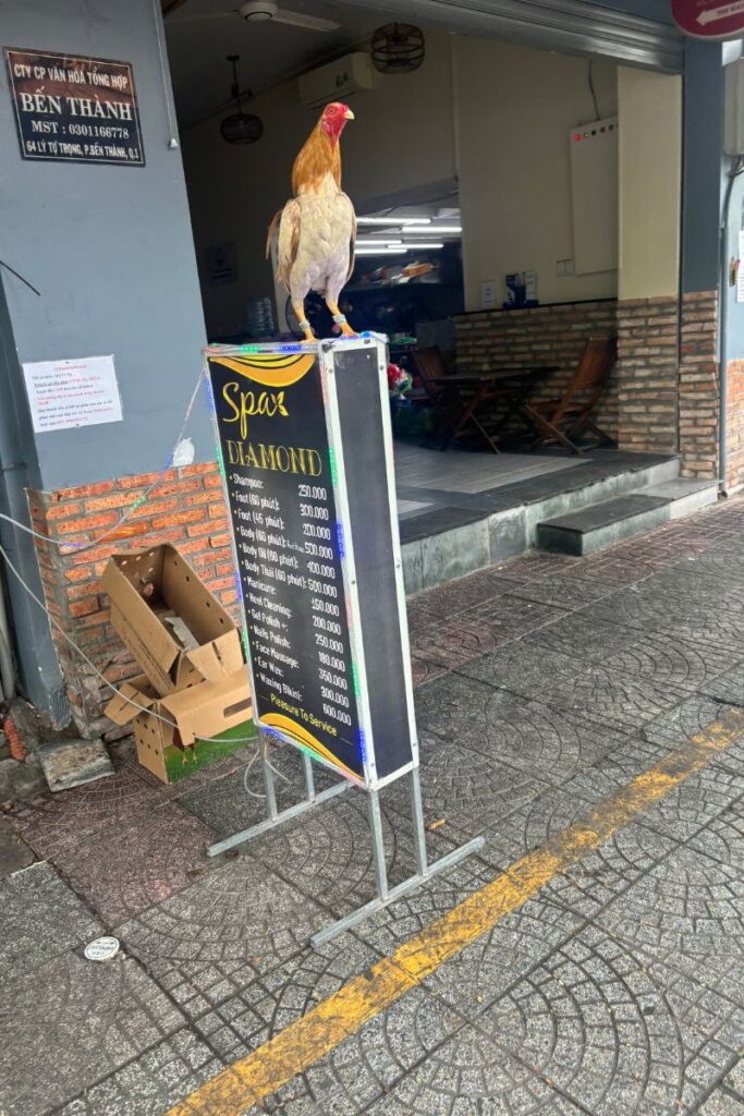 A chicken perched on a sign outside a shop in Ho Chi Minh City, a lighthearted scene amidst discussions of scams in Vietnam.
