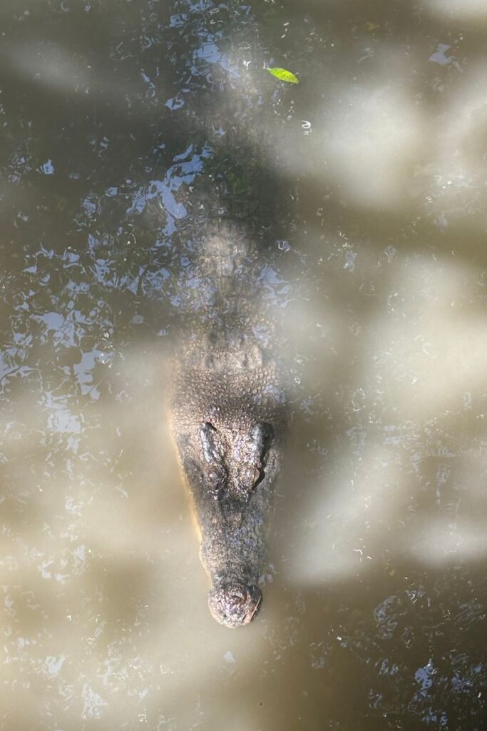 Close-up of a crocodile swimming just below the surface at Monkey Island in Can Gio, Ho Chi Minh City.
