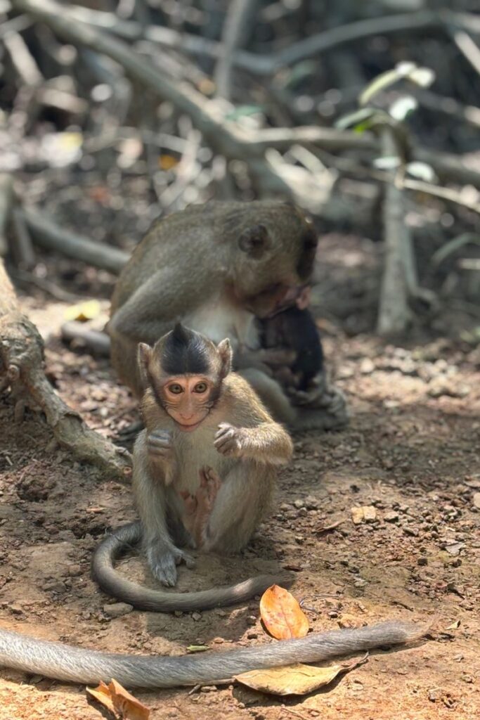 Monkey island is one of the best day trips from Ho Chi Minh City