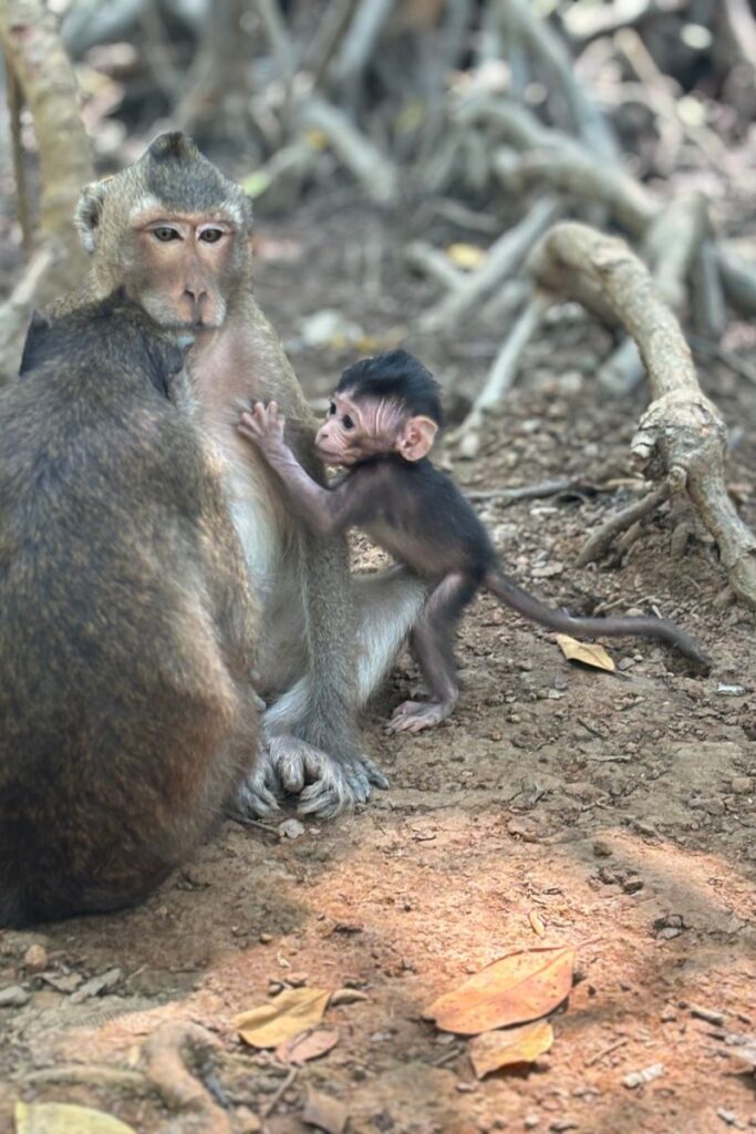 Baby monkey clinging to its mother while sitting on the forest floor at Monkey Island in Can Gio, Ho Chi Minh City.