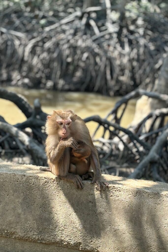 Mother monkey cradling her baby while sitting on a concrete ledge at Monkey Island in Can Gio, Ho Chi Minh City.