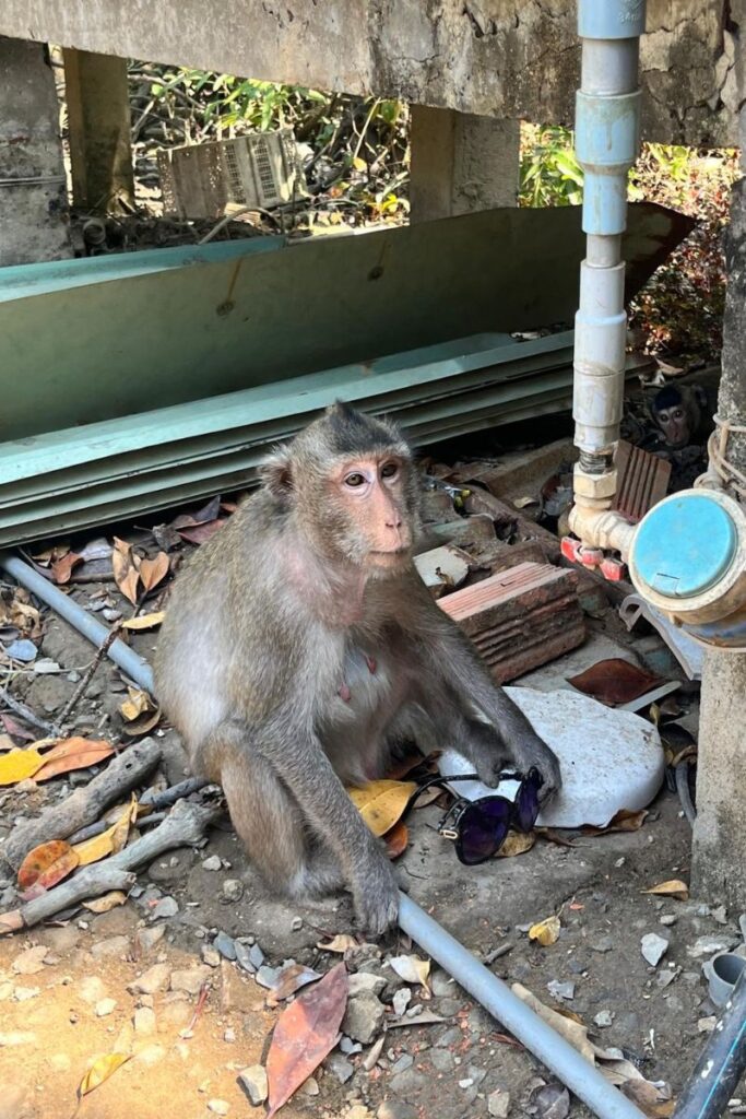 Monkey holding a pair of sunglasses near a water pipe on Monkey Island in Can Gio, highlighting the mischievous behavior common among the island's monkeys.