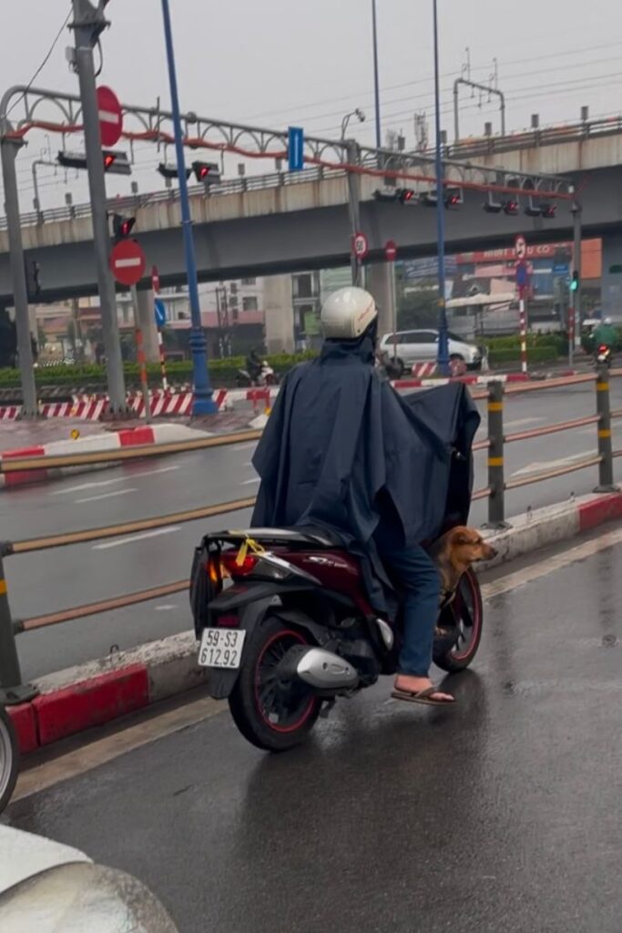 Dog riding motorbike in hcmc during rainy season