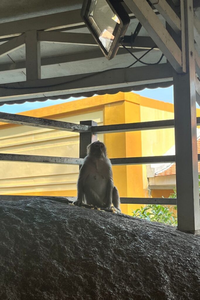 Monkey at Ba Den Pagoda 