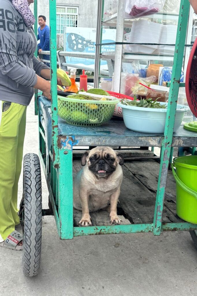 Cute puppy under one of the street food carts on Thanh An Island