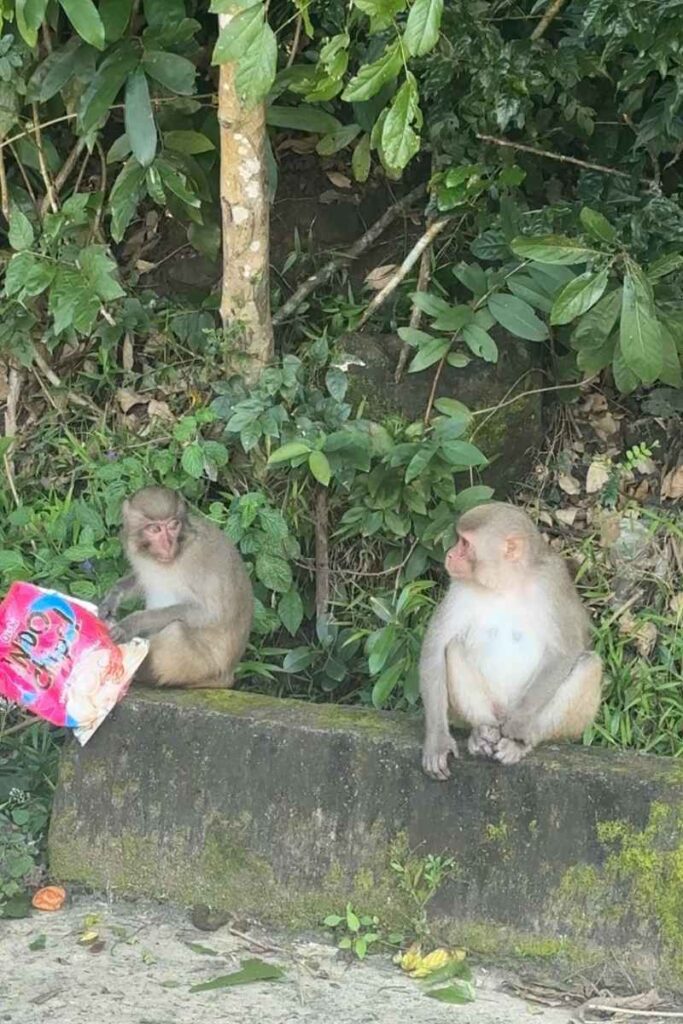 Two monkeys sitting on a low mossy ledge near Monkey Mountain Da Nang, with one monkey curiously inspecting a colorful snack bag while the other looks on amidst dense green foliage.