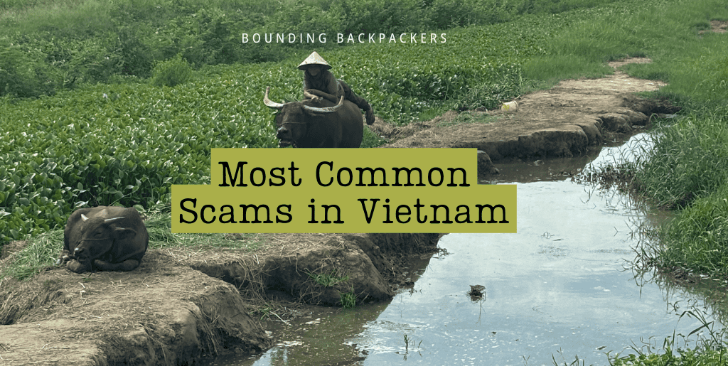 A man rides a water buffalo through lush fields in Vietnam, used as the featured image for a guide on the most common scams in Vietnam.