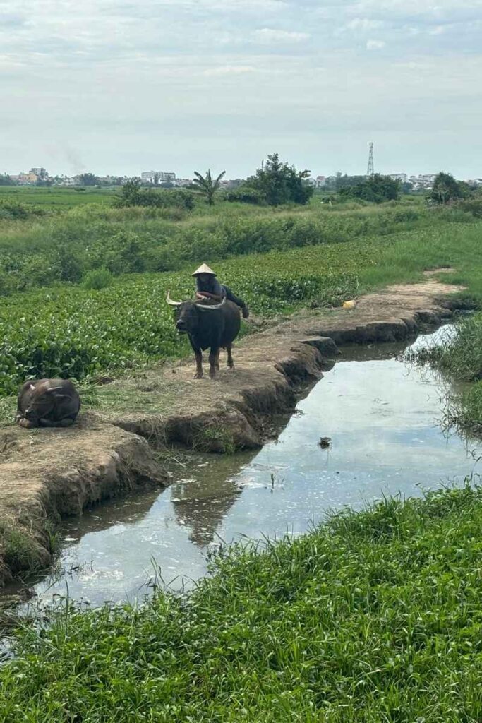 A lone water buffalo grazes near a river in rural Vietnam, with some tourist setups involving buffalo rides linked to common scams in Vietnam.
