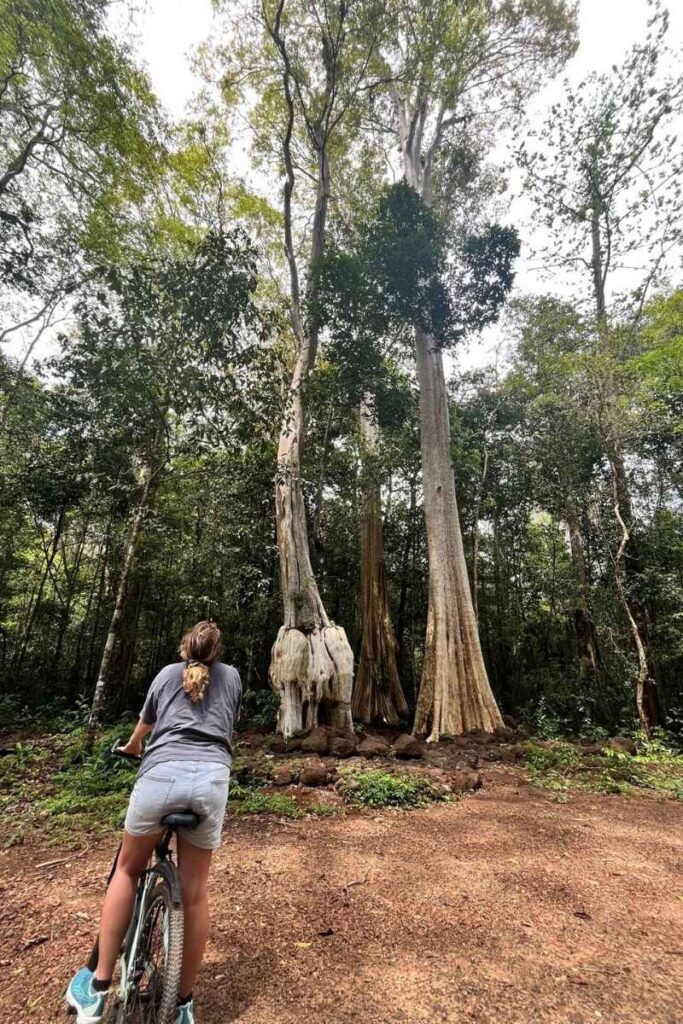 Woman gazing up at towering ancient trees in the dense jungle of national park Cát Tiên, surrounded by thick green canopy and forest floor roots.