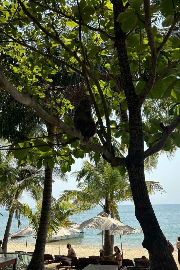 Monkey perched in a leafy tree on Cham islands vietnam, with beach umbrellas, palm trees, and the ocean in the background.