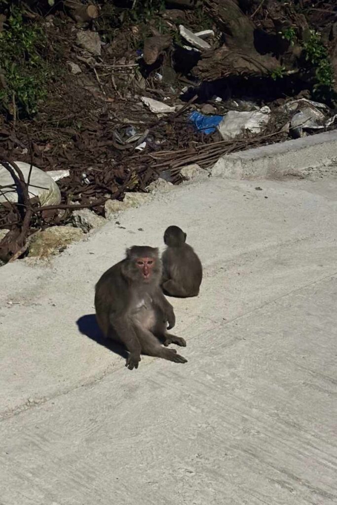 Two monkeys sitting on a cement road on Cu Lao Cham, near scattered trash at the edge of the village.