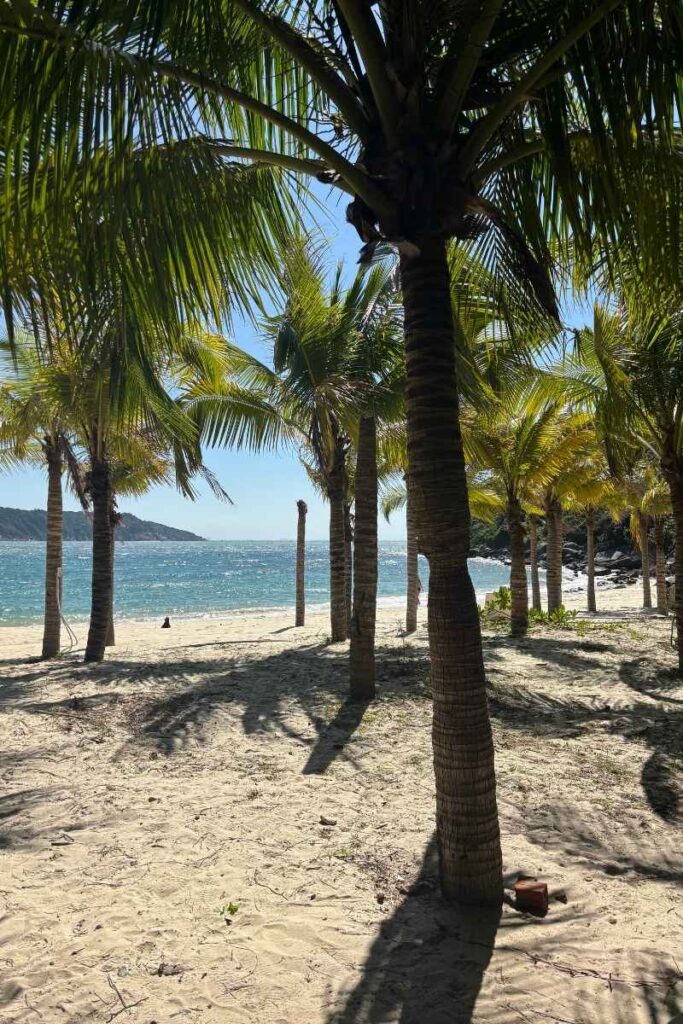 Palm trees casting shadows on the sand at Bai Ong Beach on Cham Island, with ocean waves and distant hills beyond the trees.