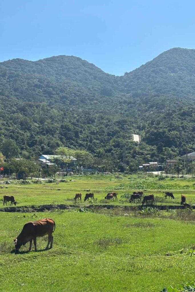 Cows grazing in a green field on Cu Lao Cham with forested hills and a distant temple tucked among the trees.