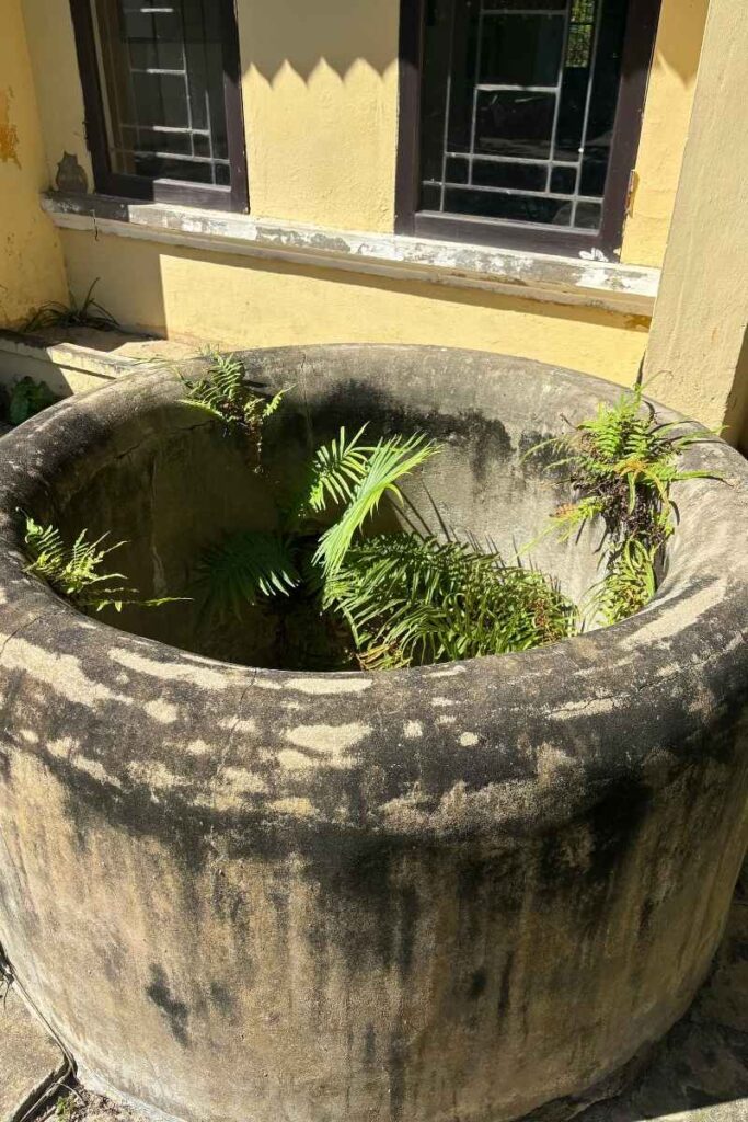 Ancient stone well on Cham Island, believed to bring fertility luck, with plants growing inside and a yellow building in the background.